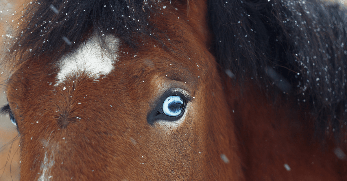 Do Horses with Blue Eyes See Better?